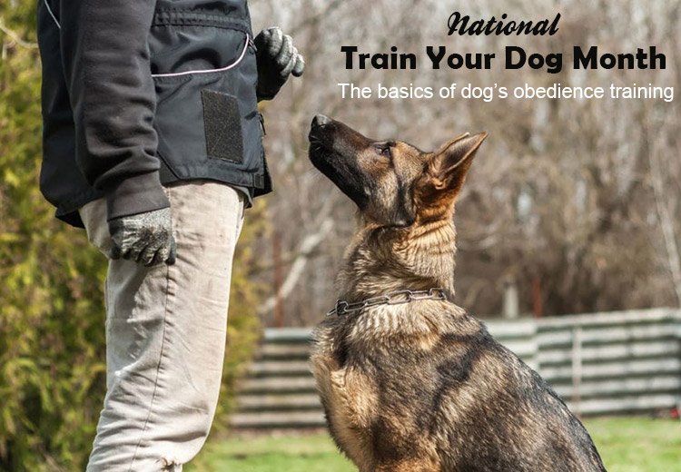 National-Train-Your-Dog-Month-The-basics-of-dogs-obedience-training_01042023_204623.jpg