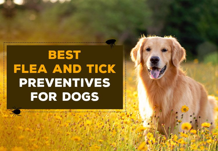 OPW-Blog-Best-Flea-and-Tick-Preventives-for-Dogs-Apr23_05212023_232613.jpg
