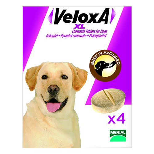 veloxa-chew-tabs-large-dog.jpg