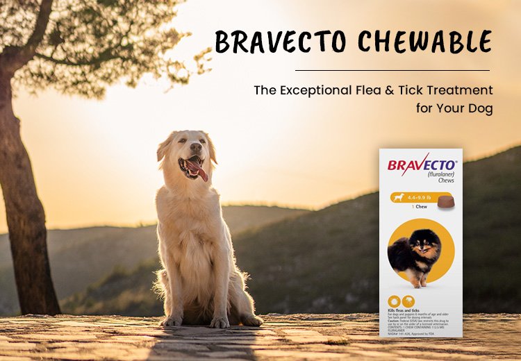 Bravecto Chewable – The Exceptional Flea & Tick Treatment for Your Dog
