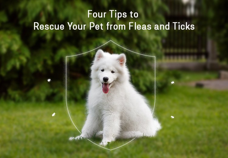 Four Tips to Rescue Your Pet from Fleas and Ticks