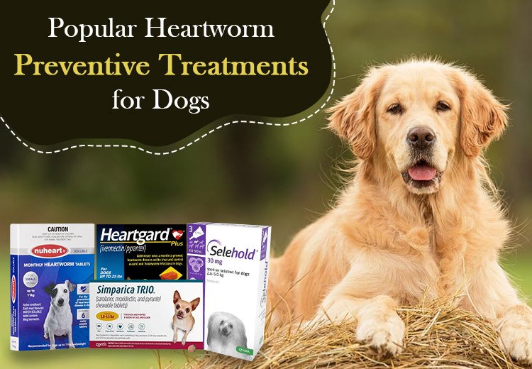 4 Popular Heartworm Preventive Treatments for Dogs