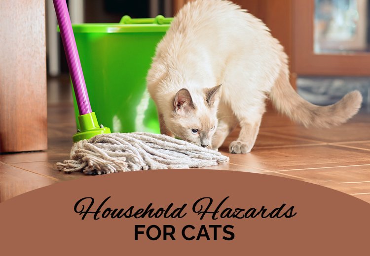 Most-Common-Household-Dangers-For-Cats_03162023_031518.jpg