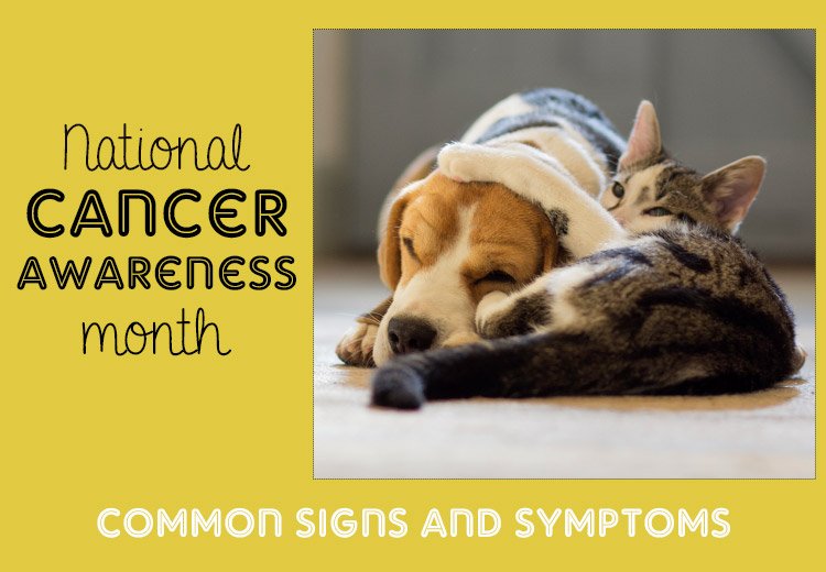 National Pet Cancer Awareness Month: Common Signs and Symptoms