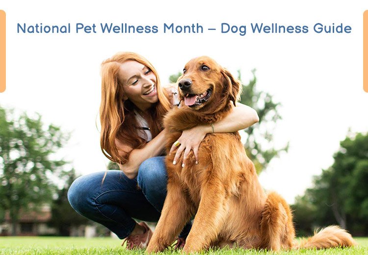 National Pet Wellness Month