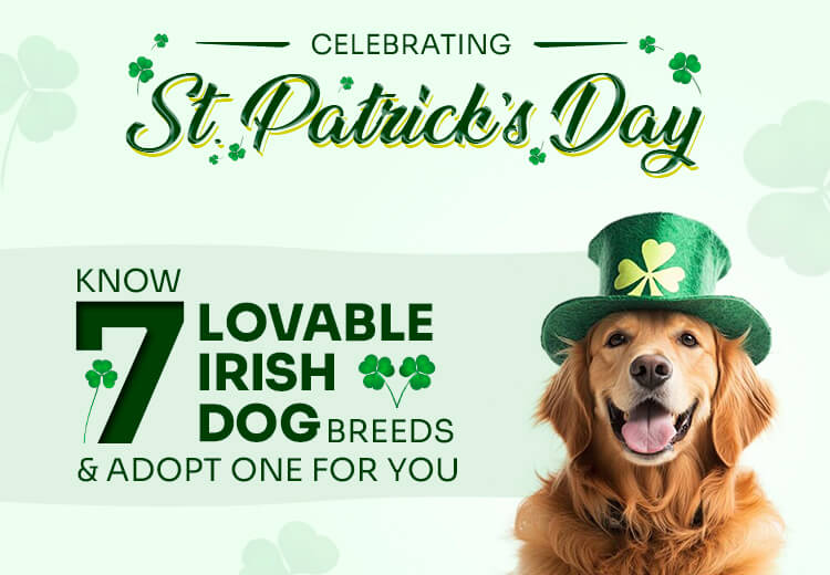 OPW-Blog-7-Irish-Dog-Breeds-For-St-Patricks-Day_03072025_034026.jpg