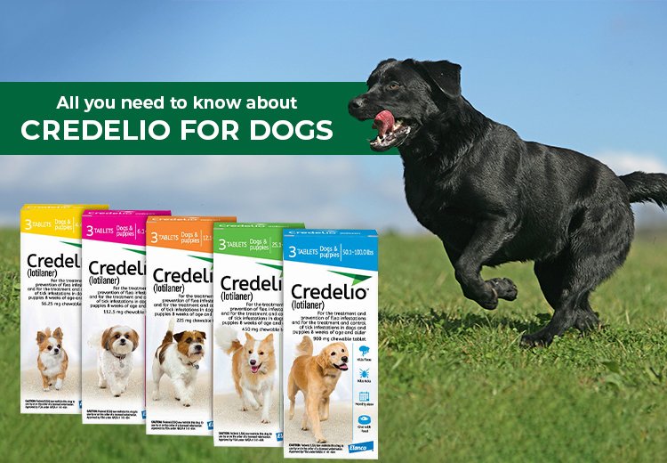 All You Need To Know About Credelio For Dogs