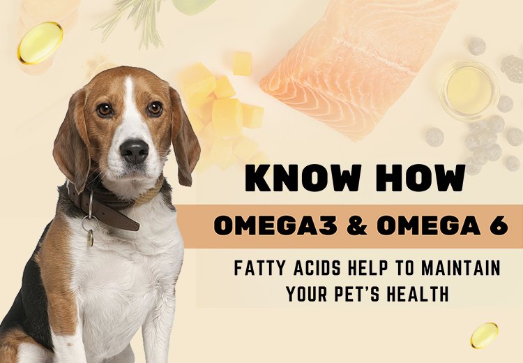 Know How Omega-3 And Omega-6 Fatty Acids Help to Maintain Your Pet’s Health