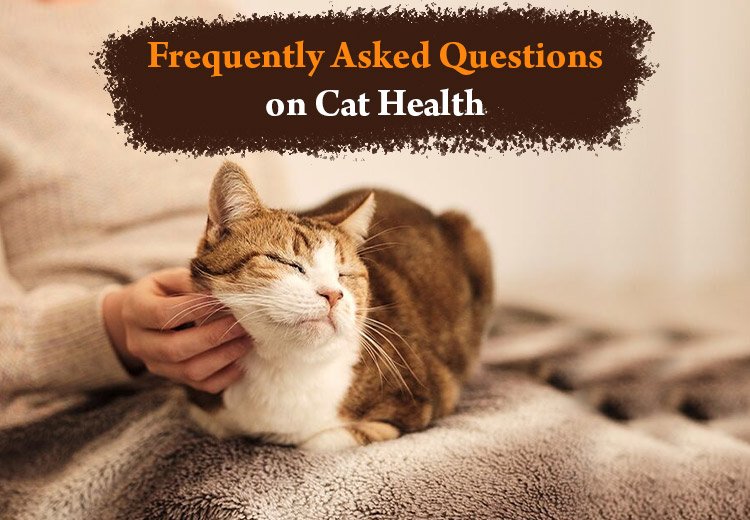Top 10 Frequently Asked Questions on Cat Health