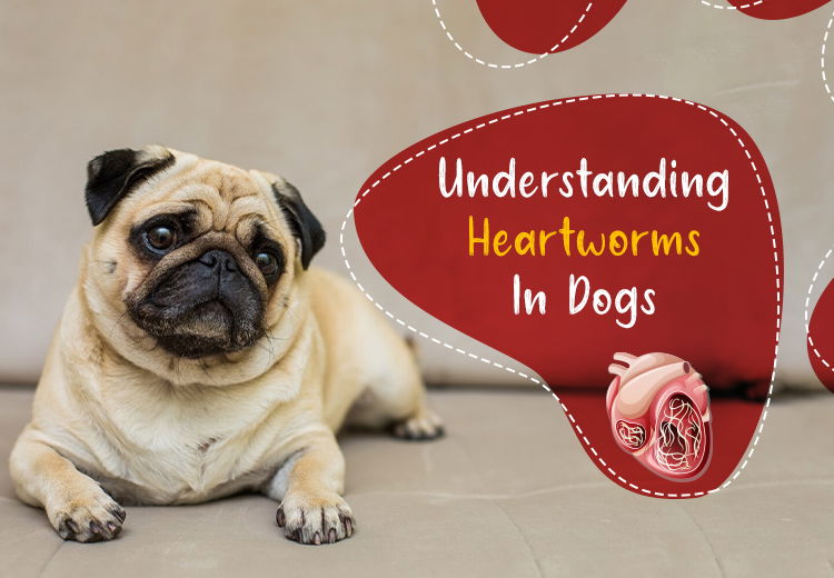 Understanding Heartworms In Dogs