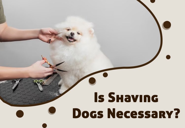 Is Shaving Dogs Necessary?