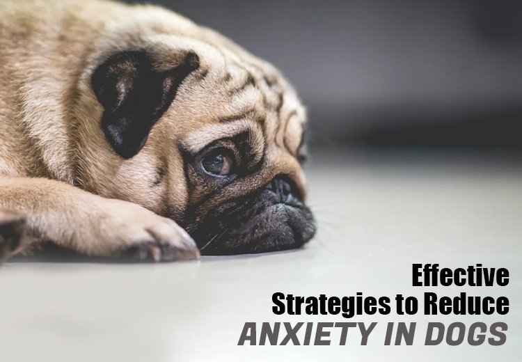 Effective Strategies to Reduce Anxiety in Dogs