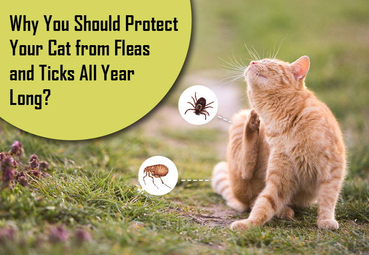 Why You Should Protect Your Cat from Fleas and Ticks All Year Long?