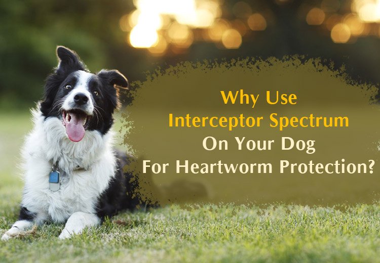 Why Use Interceptor Spectrum On Your Dog For Heartworm Protection?