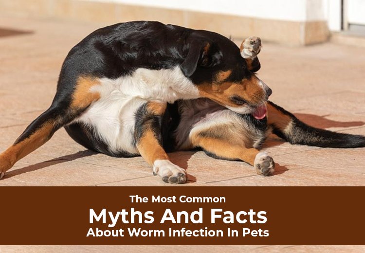 The Most Common Myths And Facts About Worm Infection In Pets