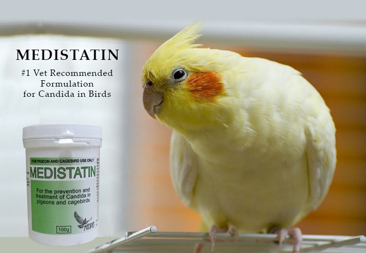Vet Recommended Medistatin Best Formulation for Candida in Birds