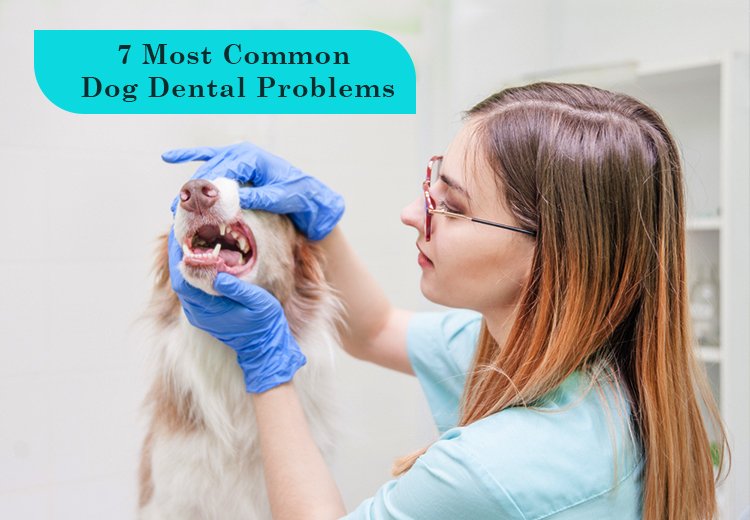 The 7 Most Common Dog Dental Problems