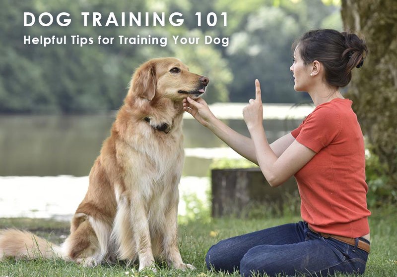 Easy Tips for Training Your Dogs