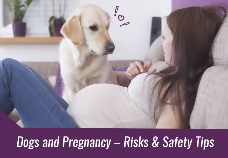Dogs and Pregnancy Risks and Safety Tips