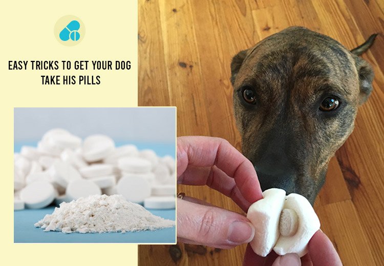 Easy Tricks to Get Your Dog Take His Pills