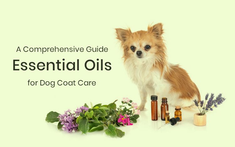 OPW-Essential-Oils-for-Dog_02132024_213558.jpg