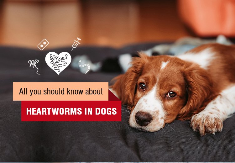 All you should know about Heartworms in Dogs