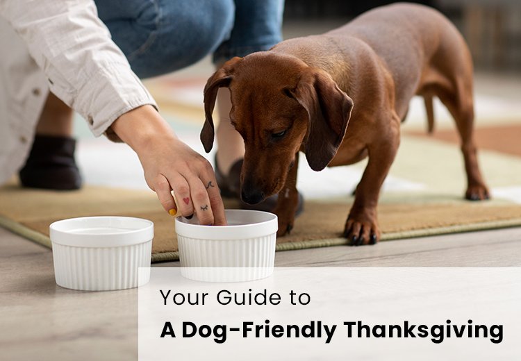 Your Guide to a Dog-Friendly Thanksgiving