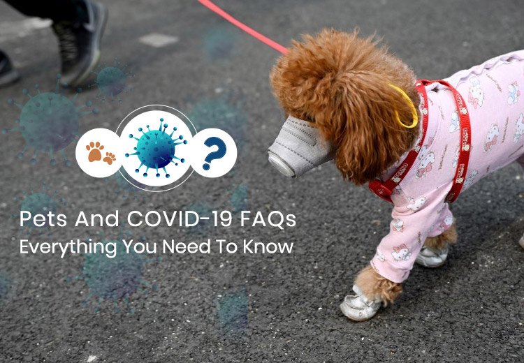 Pets And COVID-19 FAQs-Everything You Need To Know