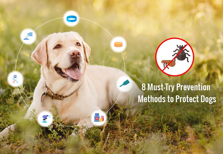 Top 8 Must-Try Flea & Tick Prevention Methods to Protect Dogs