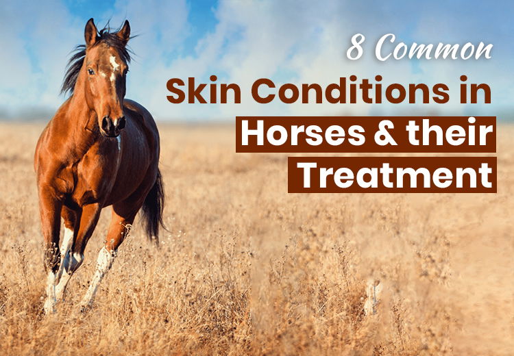 OPW-blog-horse-skin-condition_05122025_013315.jpg