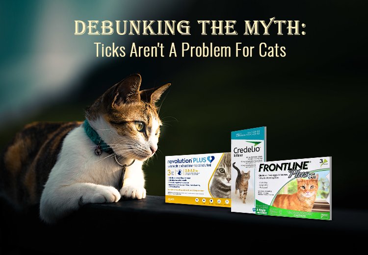 Debunking The Myth | Ticks Are Not A Problem For Cats