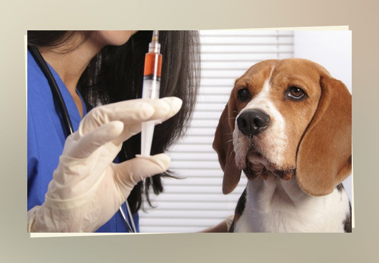 vaccinate-the-pet.jpg