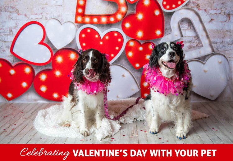 Celebrating Valentine’s Day with Your Pet