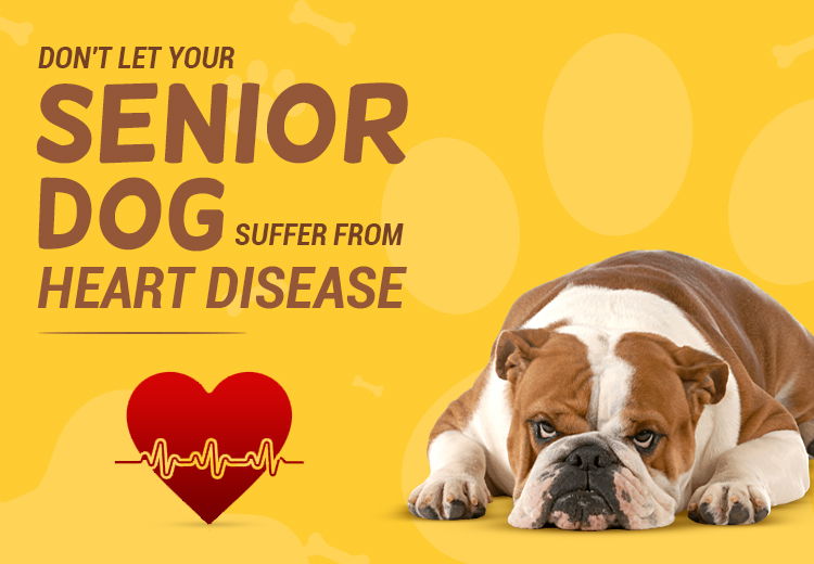 Don't Let Your Senior Dog Suffer From Heart Disease Body