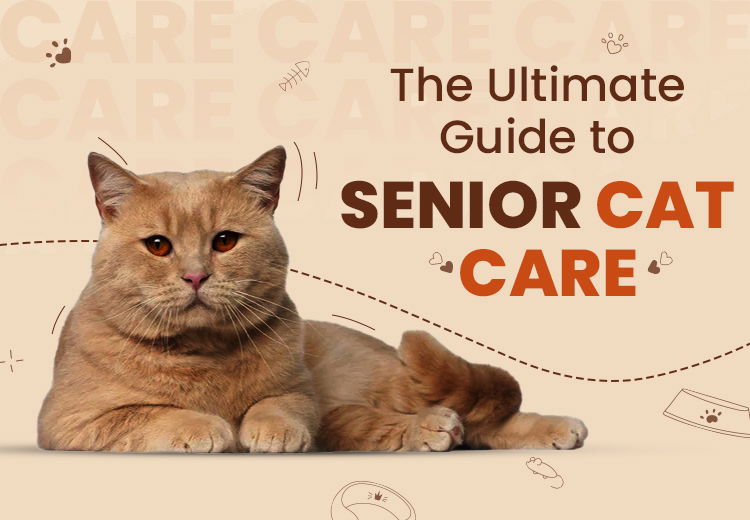 The Ultimate Guide to Senior Cat Care