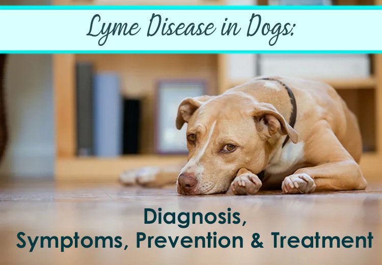 Lyme Disease in Dogs: Diagnosis, Symptoms, Prevention & Treatment