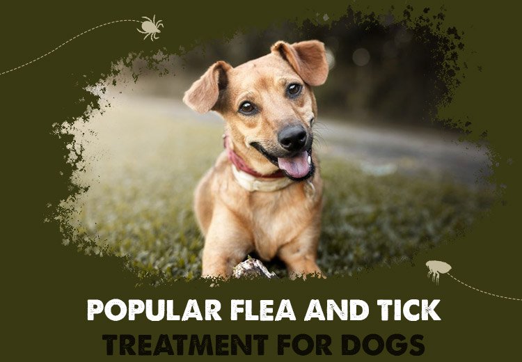5 Popular Flea and Tick Treatment for Dogs