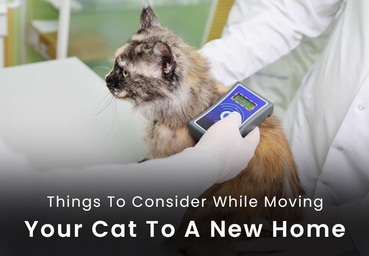 Things To Consider While Moving Your Cat To A New Home