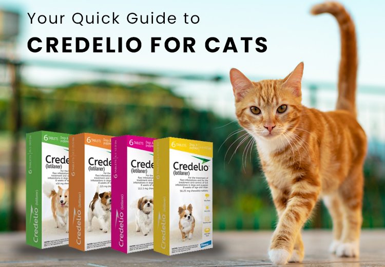 Your Quick Guide to Credelio for Cats